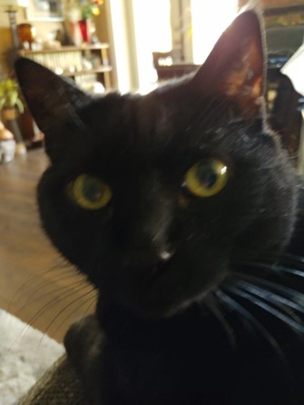 Close up of Valeria's face (a black cat)