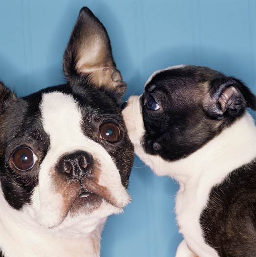 Communications-Dogs-2